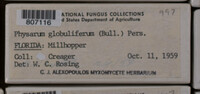 Physarum globuliferum image